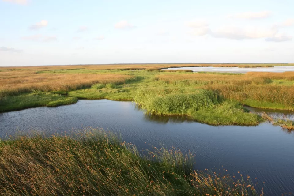 Louisiana Wetlands